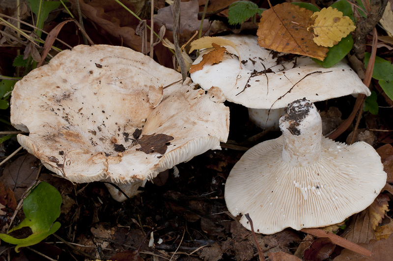 Lactarius vellereus